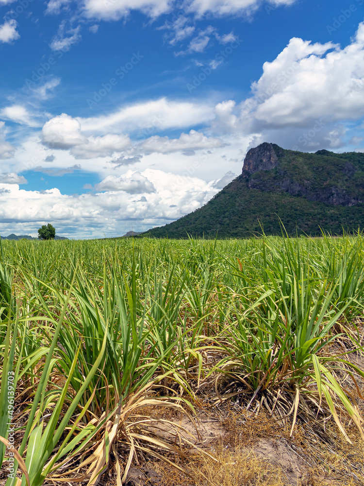 Scenery view of sugarcane saplings in planting fields near mountain in countryside of Thailand. Sugarcane fields and sugarcane saplings growing. small sugar cane stem on soil field. Selective focus.
