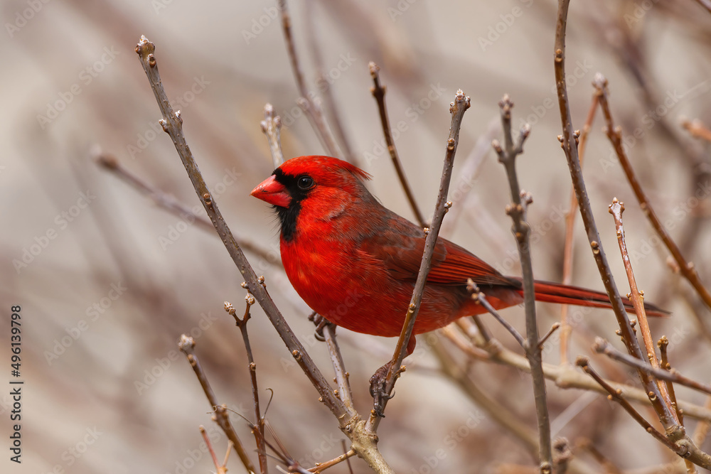 Male Northern Cardinal perched on branches. Captured in Richmond Hill, Ontario, Canada. Male Northern Cardinal perched on branches. Captured in Richmond Hill, Ontario, Canada.