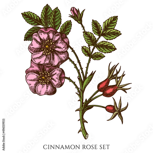 Tea herbs hand drawn vector illustrations collection. Colored cinnamon rose.