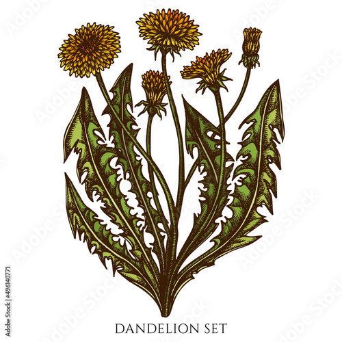 Tea herbs hand drawn vector illustrations collection. Colored dandelion.