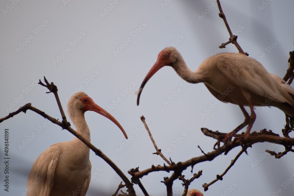 Fototapeta premium Fotos del Manglar de Chacarita Puntarenas Costa Rica