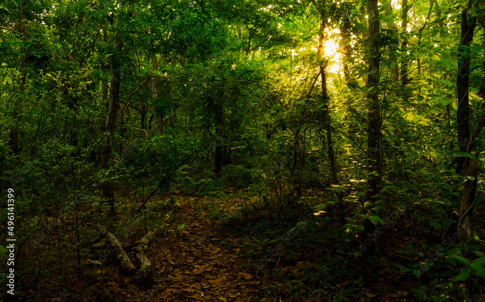 Fototapeta premium mixed forest