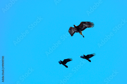 Aigle royal pourchassé par des corbeaux