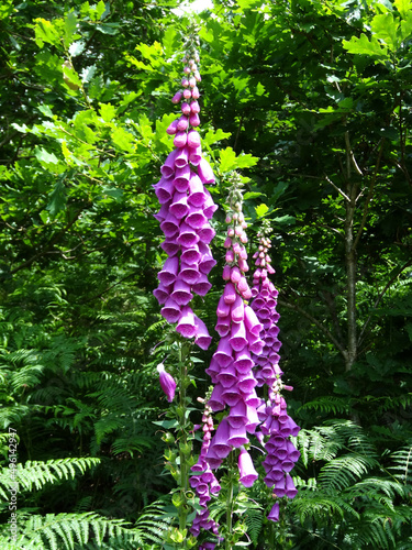Foxglove flower (Digitalis purpurea in Latin) in Thirlmere reservoir, Lake District, Cumbria, England, UK.   