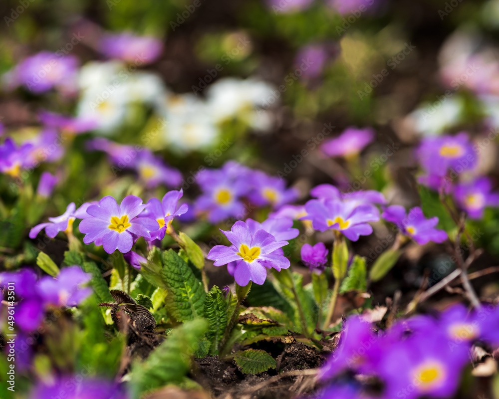 Fototapeta premium Bunch of Primrose flowers