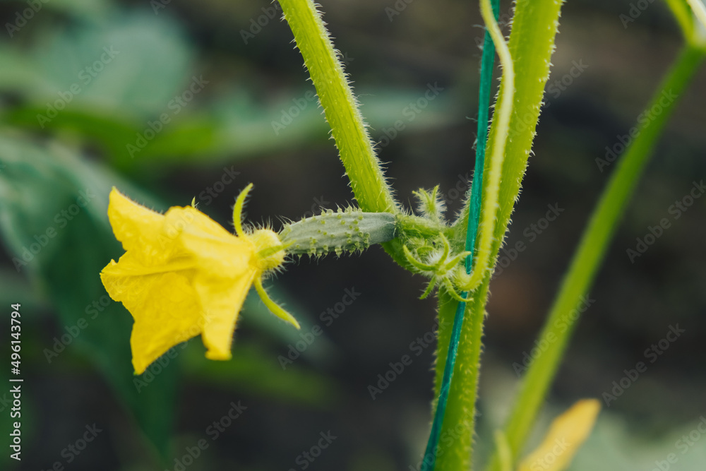 Young little cucumber plant with yellow flower. Fruit, blossom, stem.