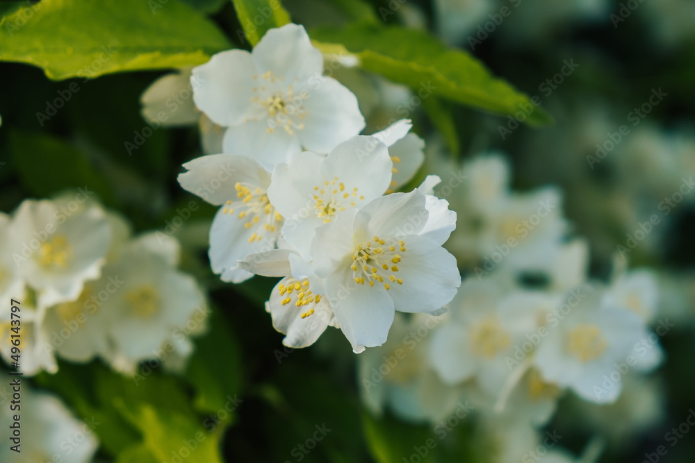 Close up of beautiful white flowers of fruit tree on spring day, selective focus. Spring background with fruits tree blooming. Close up of beautiful white flowers of fruit tree on spring day, selective focus. Spring background with fruits tree blooming.