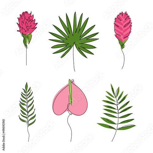 Set of exotic tropical botany leaf and flower: giner, Anthurium. Outline vector illustration, hand drawn one line art. photo