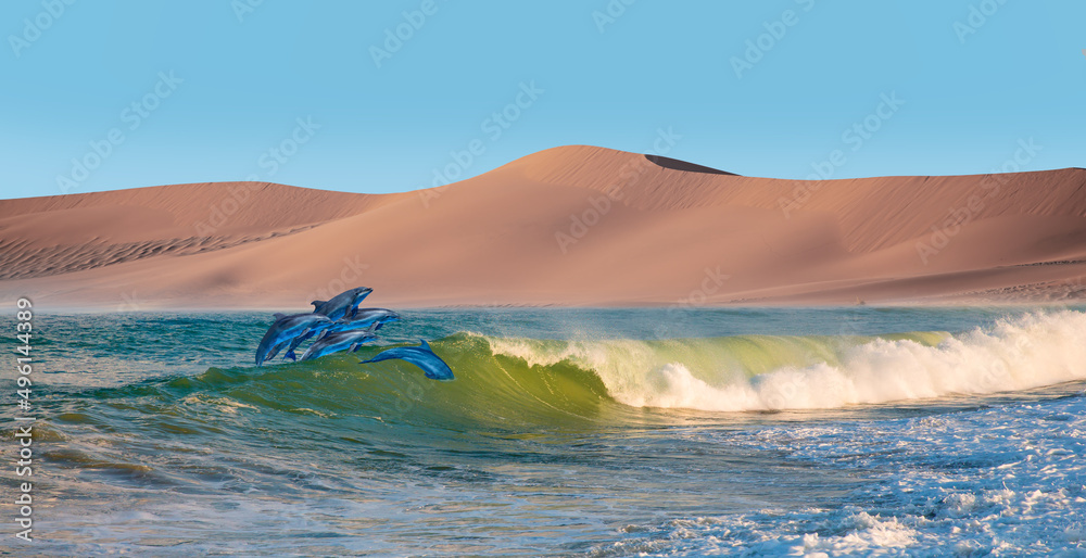 Naklejka premium Namib desert with Atlantic ocean meets near Skeleton coast - Group of dolphins jumping on the water - Namibia, South Africa