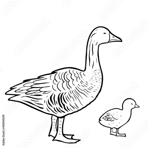 Hand drawn goose isolated. Engraved style vector illustration. Template for your design works.