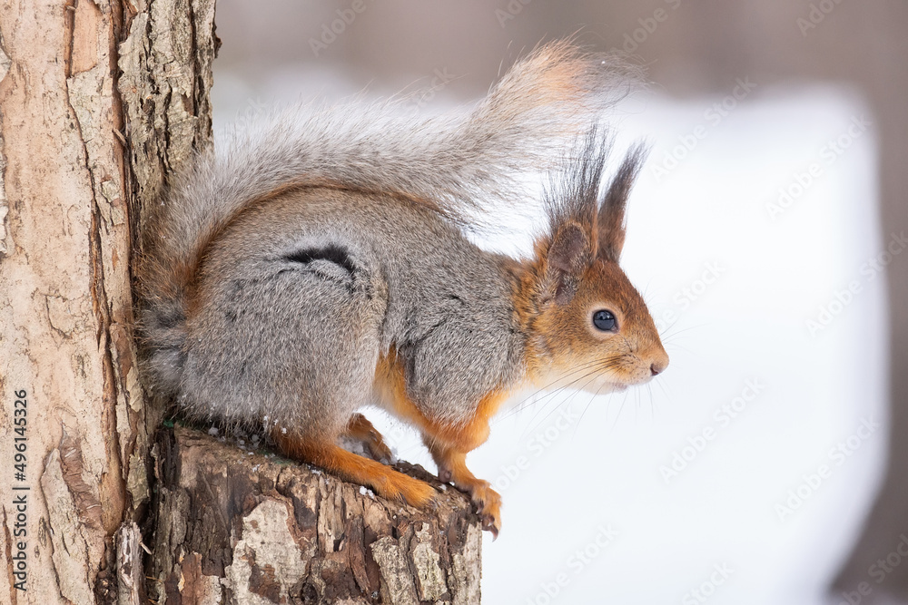 Fototapeta premium Red squirrel sitting on a tree branch in winter forest and nibbling seeds on snow covered trees background.