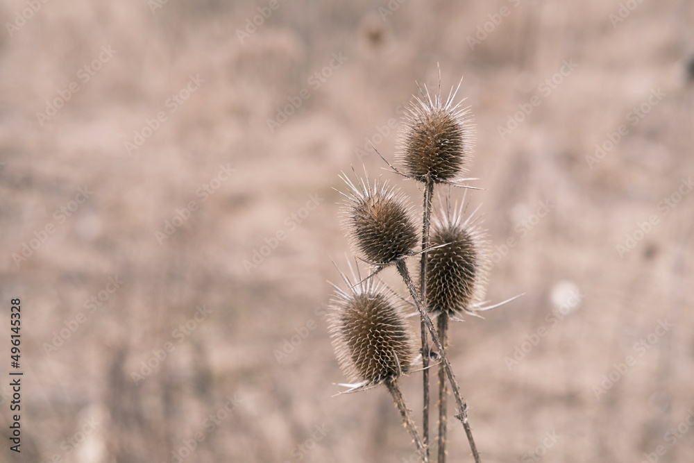 Wild teasel in nature, early spring. Brown nature photography, close up dry plants. Wild teasel in nature, early spring. Brown nature photography, close up dry plants.
