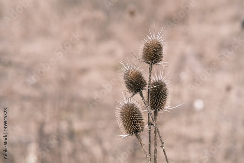 Wild teasel in nature, early spring. Brown nature photography, close up dry plants.