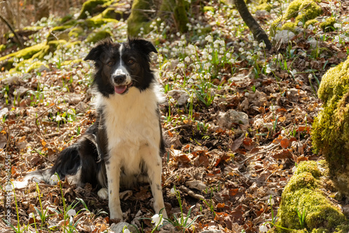 Fototapeta Naklejka Na Ścianę i Meble -  Portrait of a border collie dog on the background of flowers in the forest