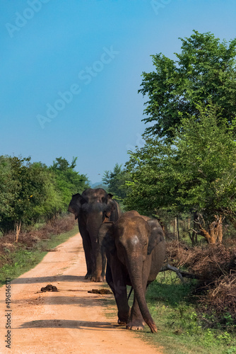 Udawalawa, Sri Lanka, Elephants in the Udawalawe National Park Safari park.