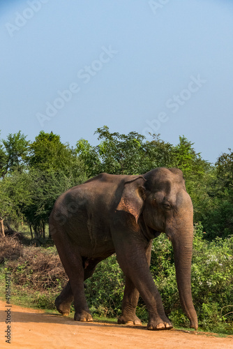 Udawalawa, Sri Lanka, Elephants in the Udawalawe National Park Safari park.