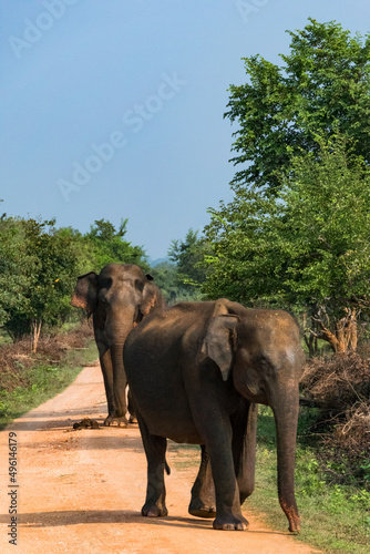 Udawalawa  Sri Lanka  Elephants in the Udawalawe National Park Safari park.