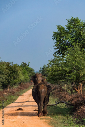 Photography Udawalawa, Sri Lanka, Elephants in the Udawalawe National Park Safari park