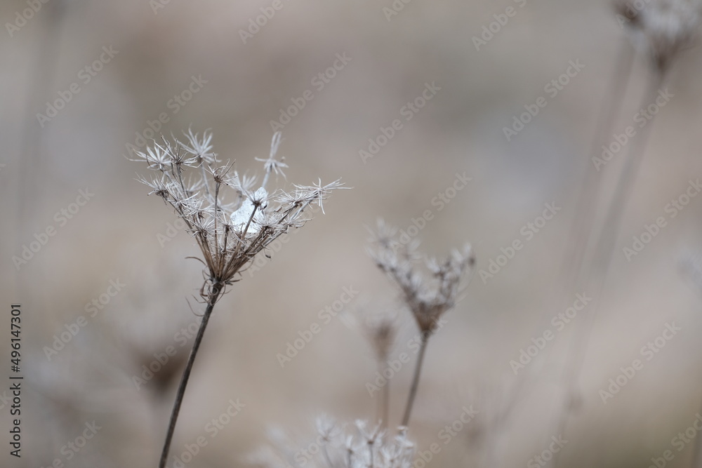 Dry plants in nature early spring, plant with ice Dry plants in nature early spring, plant with ice