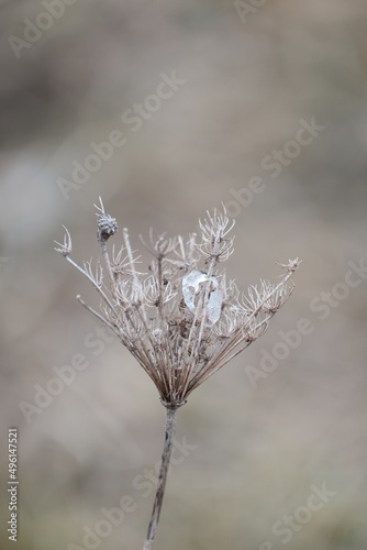 Dry plants in nature early spring, plant with ice © Kati Moth