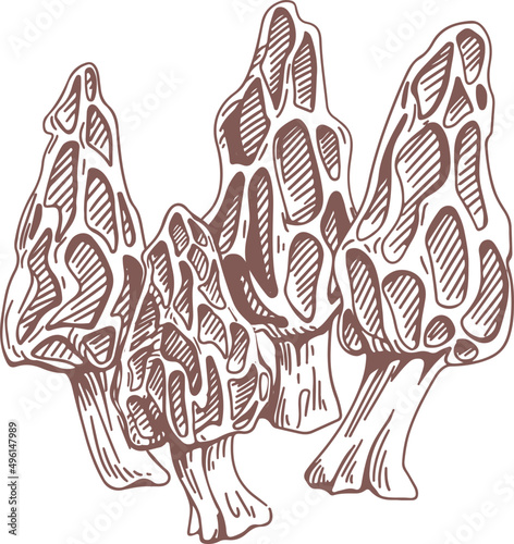 Black Morel Mushrooms Vintage Hand Drawn Illustration