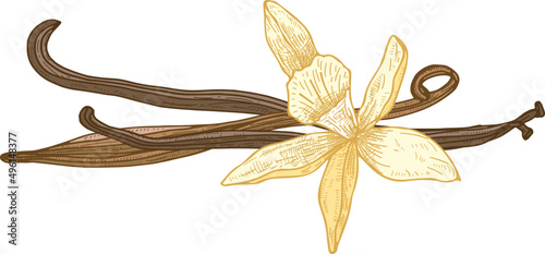 Vanilla Flower and Pods Hand Drawn Illustration