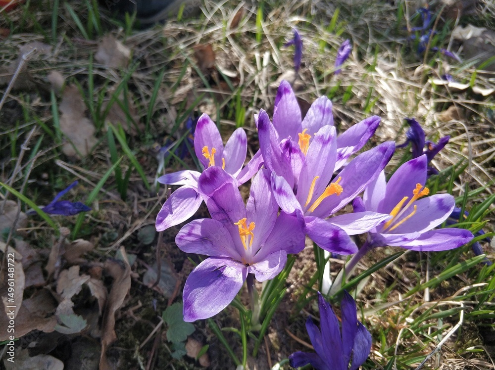 Purple crocus flower on natural background. Purple crocus flower on natural background.