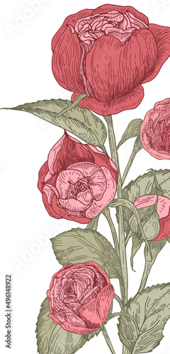 Pion Shaped Roses Hand Drawn Vintage Background Frame