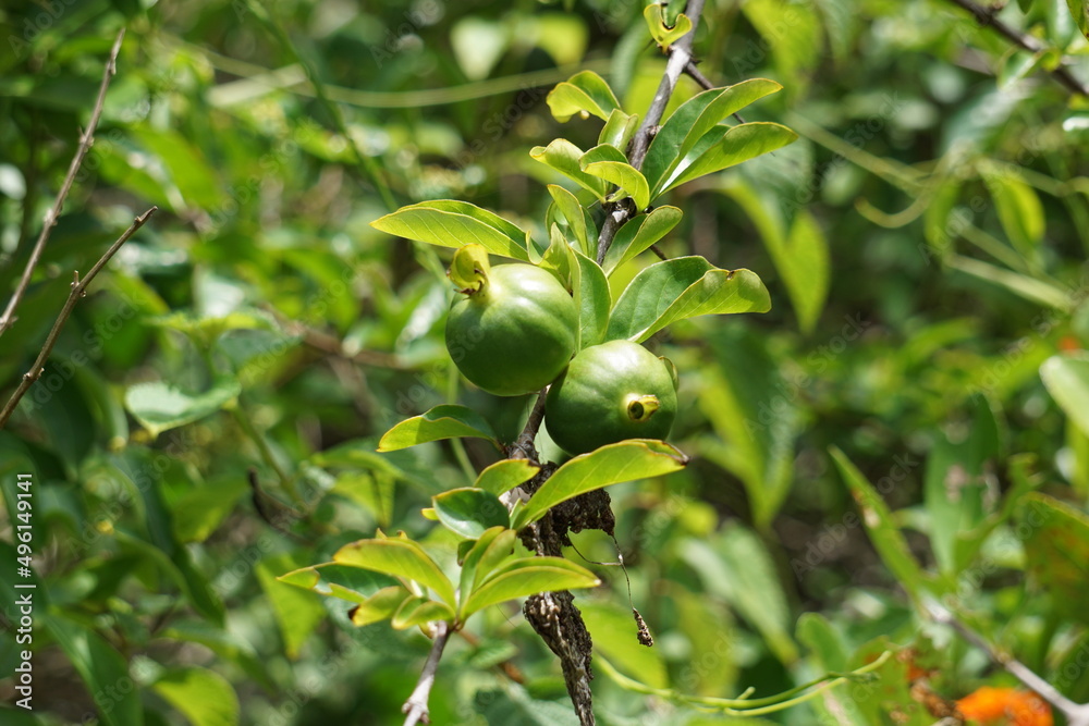 Fototapeta premium Green punica granatum (Also called delima pomegranate) in the nature
