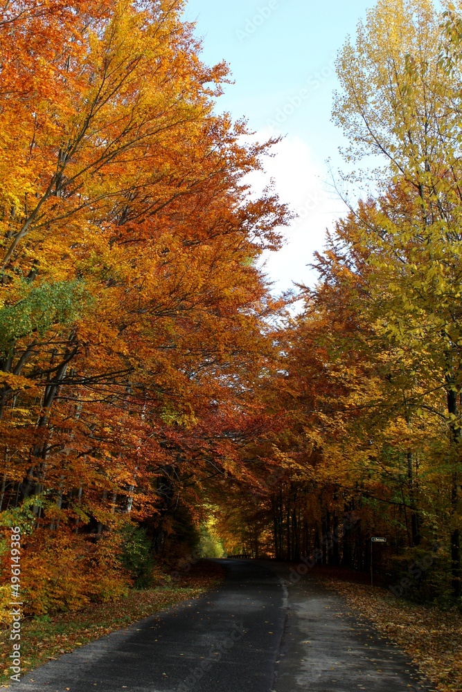 Obraz premium Autumn trees by the road