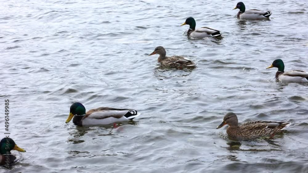 ducks swim on the river bird animal ducks swim on the river bird animal