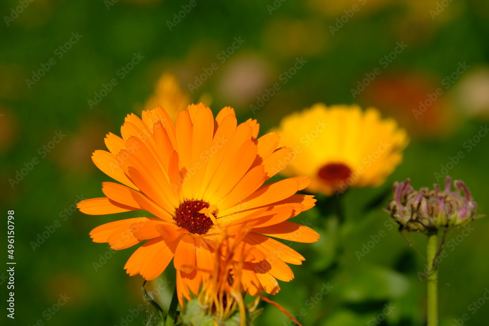 flowers flowers