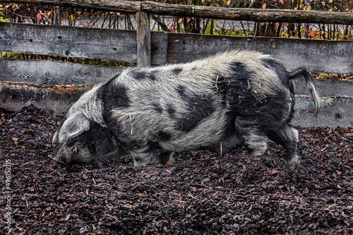 Domestic boar walking in the enclosure