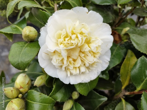 Fototapeta Naklejka Na Ścianę i Meble -  Camellia x williamsii 'Jury's Yellow'