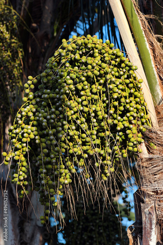 Green fruits of Queen palm, or Syagrus romanzoffiana photo