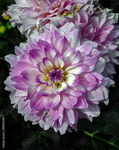 View of dahlia in the garden. Variety - Mikayla Miranda