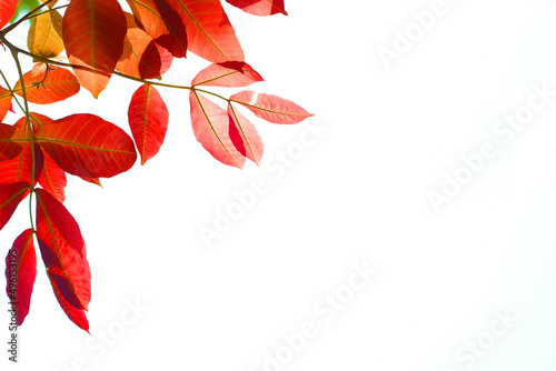 Slika na platnu red yellow and orange leaf tree background