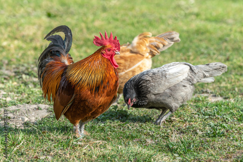 Fototapeta Farmyard rooster and hens on an educational farm.