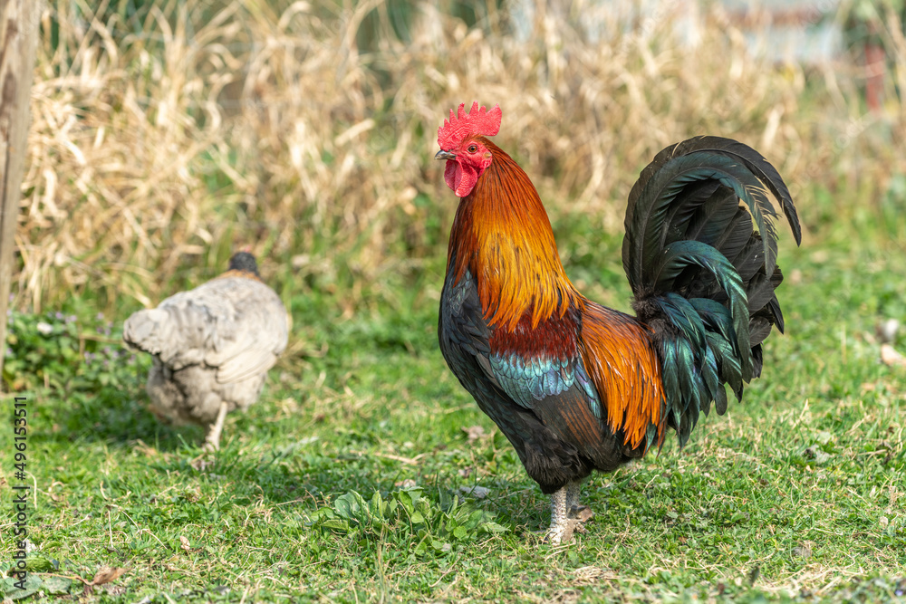 Farmyard rooster and hens on an educational farm. Farmyard rooster and hens on an educational farm.