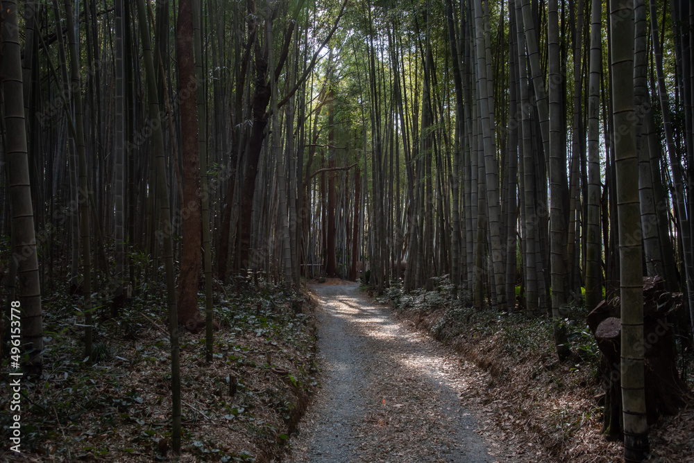 Fototapeta premium 美濃田竹林街道