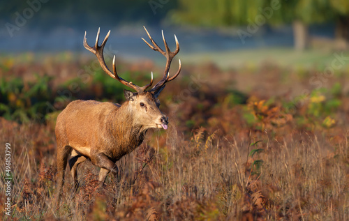 Red deer stag walking through a field during a rutting season in autumn