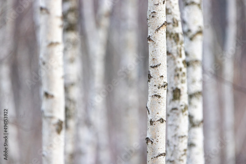 Birch forest. Betula pendula (Silver Birch). White birch trees in row. 