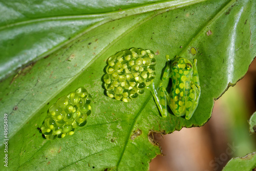 A Glass Frog (Hyalinobatrachium iaspidense) guards his offspring in a village near Sarapiqui in Costa Rica  photo