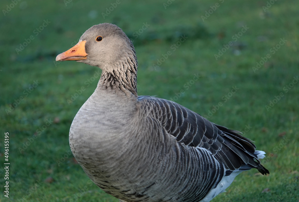 A close-up shot of a greylag goose with defocused grass in the background. A close-up shot of a greylag goose with defocused grass in the background.