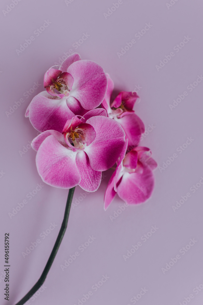 Beautiful violet orchid flowers on pastel purple background. - obrazy, fototapety, plakaty 