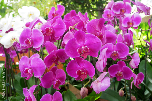 SERDANG, MALAYSIA -DECEMBER 05, 2021: Colorful tropical and exotic orchids flower in plants nursery. Some of them have made flower arrangements. Grows lush and flowers beautifully © Aisyaqilumar