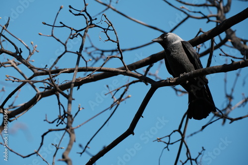 Eurasian Jackdaw bird in nature on a branch. Black bird in nature resting on a tree, natural environment,
