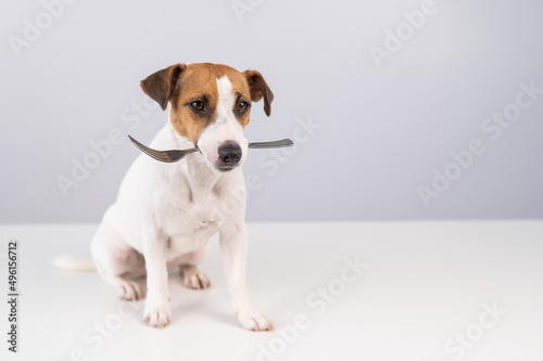 Portrait of a dog Jack Russell Terrier holding a fork in his mouth on a white background. Copy space. 