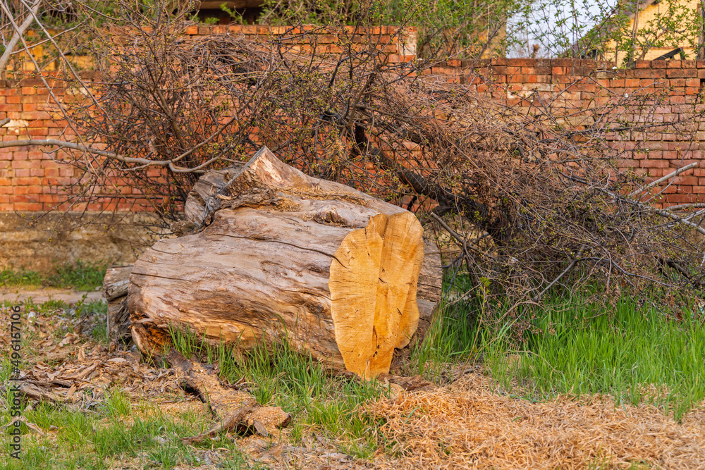 Fototapeta premium Tree Trunk Cut Down
