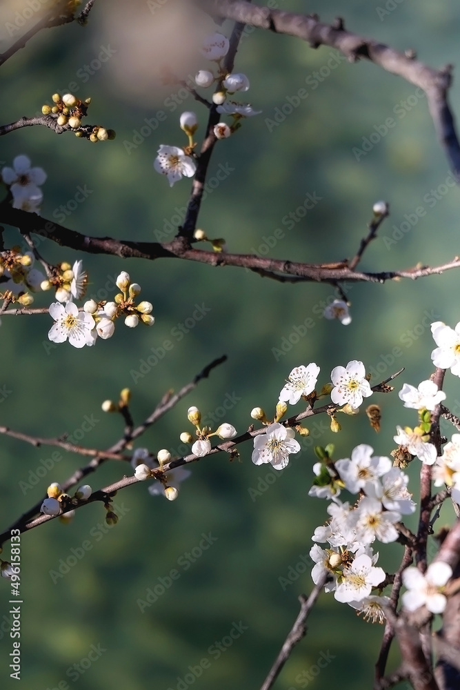 Spring blossoms on the tree. Selective focus. Spring blossoms on the tree. Selective focus.